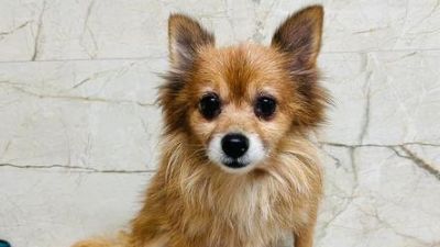 Benutzerbild von Clevere Hundedame Melbourne