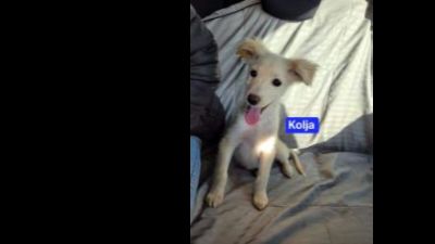 Benutzerbild von Kolja - Berger Blanc Suisse Mix, Rüde, * ca. 09/2022, wächst