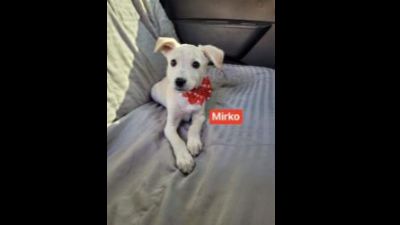 Benutzerbild von Mirko - Berger Blanc Suisse Mix, Rüde, * ca. 09/2022, wächst