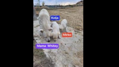 Benutzerbild von Mama Whitey - Berger Blanc Suisse Mix, weiblich, * ca. 2021, ca. 50 cm