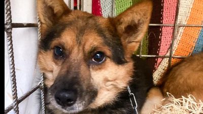 Benutzerbild von Hübscher Mischlings-Rüde Kangaroo