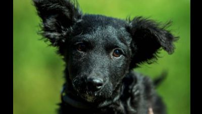 Benutzerbild von Mahjong möchte bald das Tierheimleben gegen ein liebevolles Zuhause eintauschen!