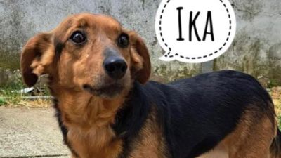 Benutzerbild von Mini Ika sucht liebevolles Zuhause