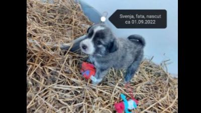 Benutzerbild von Svenja - Kleiner Mix, weiblich, * ca. 01-09-2022, wächst noch