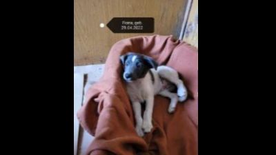 Benutzerbild von Fiona - Kleiner Mix, weiblich, * ca. 29-04-2022, ca. 30 cm