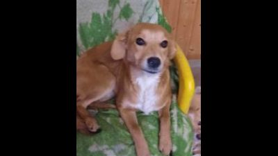 Benutzerbild von Katarina - Kleiner Mix, weiblich, * ca. 2022, ca. 35-40 cm