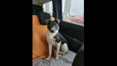 Benutzerbild von Fabian - Kleiner Mix, Rüde, * ca. 29/04/2022, ca. 30 cm