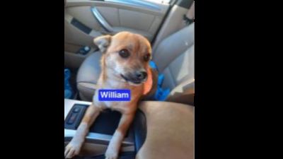 Benutzerbild von William - Kleiner Mix, Rüde, * ca. 2022, ca. 30 cm