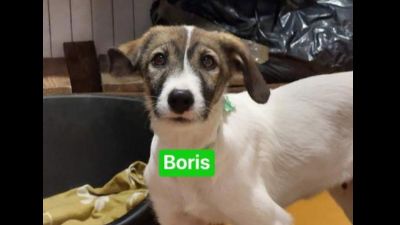 Benutzerbild von Boris - ? Dalmatiner Mix, Rüde, * ca. 07/2022, wächst noch