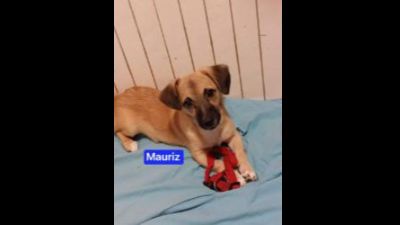 Benutzerbild von Mauriz - Kleiner Mischling, Rüde, * ca. 10-04-2022, ca. 25-30 cm