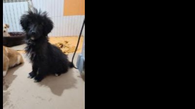 Benutzerbild von Thea - Kleiner Mix, weiblich, * ca. 11/2022, wächst noch