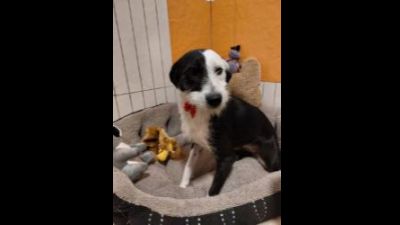 Benutzerbild von Emmy - Kleiner Mix, weiblich, * ca. 11/2021, ca. 35-40 cm