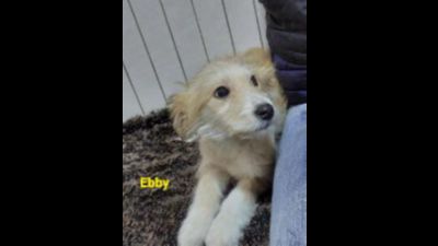 Benutzerbild von Ebby - Kleiner Mix, weiblich, * ca. 11/2021, ca. 35-40 cm