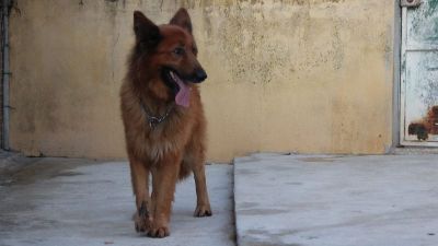 Benutzerbild von Raposo