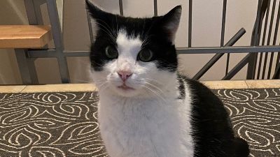 Benutzerbild von Hauskatzen wegen Umzug abzugeben