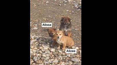 Benutzerbild von Alissa - Kleiner Mix, weiblich, * ca. 11/2022, kleinbleibend