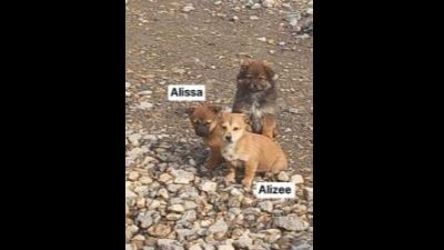 Benutzerbild von Alisee - Kleiner Mix, weiblich, * ca. 11/2022, kleinbleibend