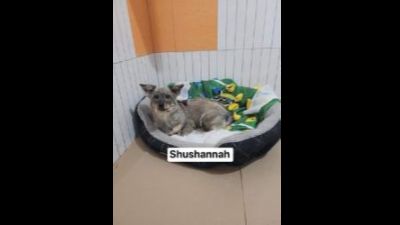 Benutzerbild von Shushannah - Kleiner Mix, weiblich, * ca. 06/2022, ca. 25-30 cm
