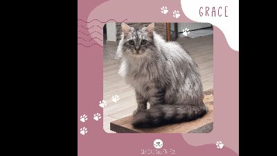 Benutzerbild von Katze Grace hält Ausschau nach Dir