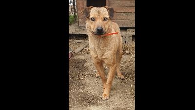 Benutzerbild von DINGO, neugierig, freundlich, gelehrig