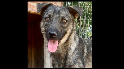 Benutzerbild von ELINA, lustig, verspielt, gelehrig