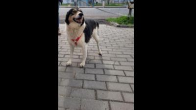 Benutzerbild von Fetita - Mix, weiblich, * ca. 2018, ca. 45-50 cm