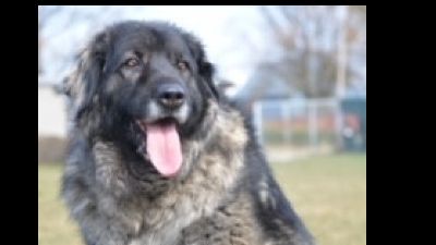 Benutzerbild von Ozora braucht Menschen mit Erfahrung über Herdenschutzhunde