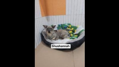 Benutzerbild von Shushannah - Kleiner Mix, weiblich, * ca. 06/2022, ca. 25-30 cm