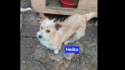 Benutzerbild von Heiko - Kleiner Mix, Rüde, * ca. 07/2022, ca. 25-30 cm