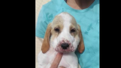 Benutzerbild von Welpenmädchen Alma