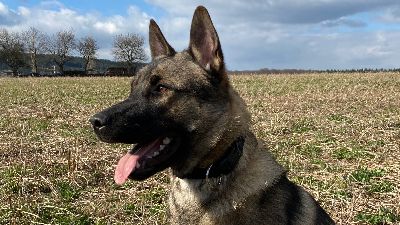 Benutzerbild von Malinois/Husky Rüde 2 Jahre alt