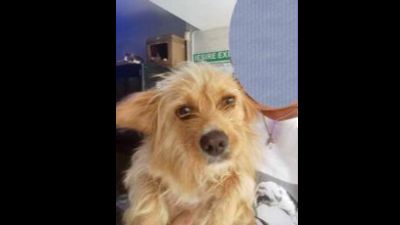 Benutzerbild von Natalina Yorkie-Mix, weiblich, * ca. 2022, ca. 25-30 cm