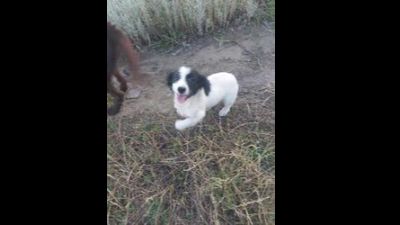 Benutzerbild von Adelina Kleiner Mix, weiblich, * ca. 01-04-2023