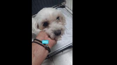 Benutzerbild von Otto Malteser, Rüde, * ca. 08/2022, ca. 20-25 cm