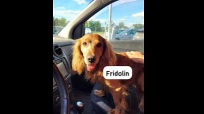 Benutzerbild von Fridolin Englischer Cocker, Rüde, * ca. 2021, ca. 40 cm