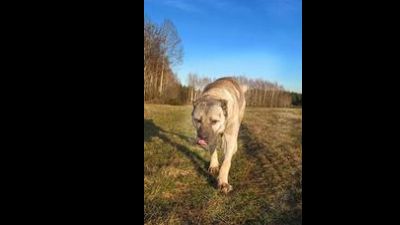 Benutzerbild von Werther Großer Hund, Rüde, * ca. 5 Jahre, ca. 60 cm