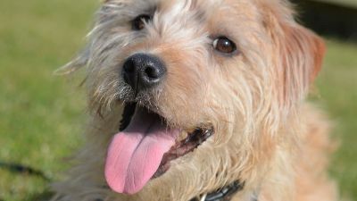 Benutzerbild von Damie Mischling rüde erfahrung klein