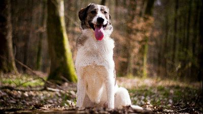 Benutzerbild von Hündin Kiela sucht DRINGEND Pflegestelle oder Endstelle