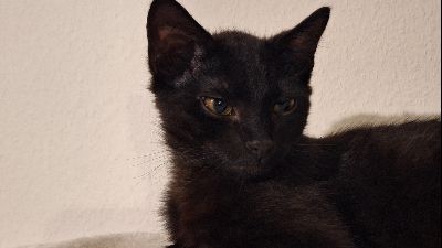 Benutzerbild von 2 Katzen Babys 5 Monate