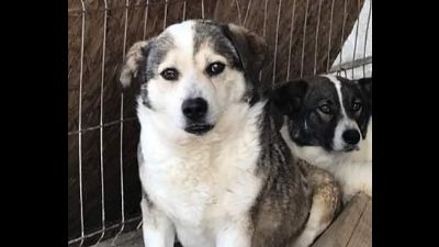 Benutzerbild von Yuki, Gnadenplatz gesucht