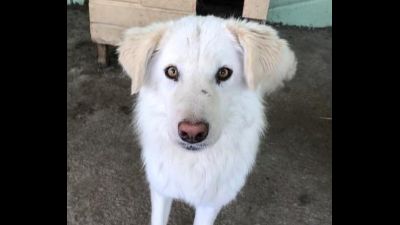 Benutzerbild von Shiro, sucht einen Gnadenplatz