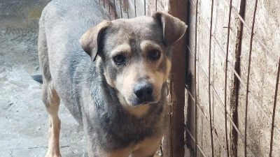 Benutzerbild von Mato, Handicap Hund