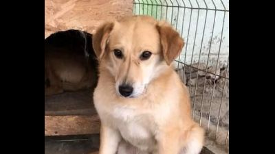 Benutzerbild von Nino, Notfellchen!