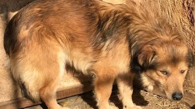Benutzerbild von Maxi, Notfellchen!