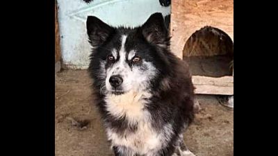 Benutzerbild von Speedy, sucht Gnadenplatz