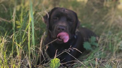 Benutzerbild von Deckrüde Labrador Schokobraun, Arbeitslinie