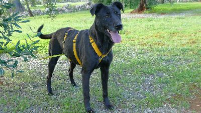 Benutzerbild von Susy sucht ihr Zuhause