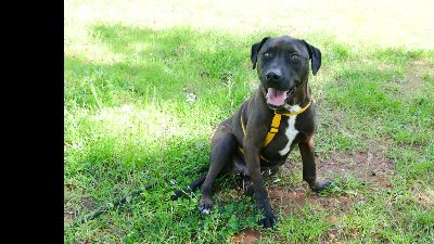 Benutzerbild von Elvis unser liebevolles Notfellchen