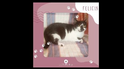Anzeigenbild von Katze Felicia möchte bei Dir einziehen