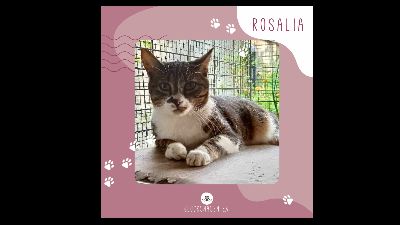 Anzeigenbild von Katze Rosalia sucht ihr Zuhause
